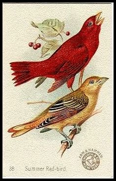 38 Summer Red-Bird